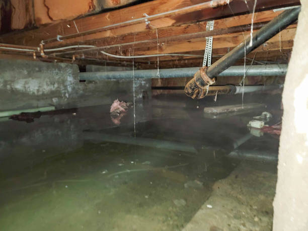 Best Water damage cleanup near me  in Tilden, NE